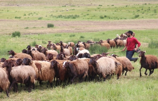 Ağrı'daki 371 yaylaya yerleşen göçer aileler yazı çadırlarda geçiriyor