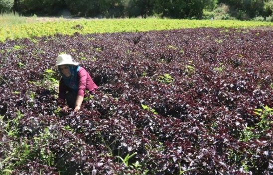 Arapgir'in Kokusu ve Tadında Hasat Heyecanı