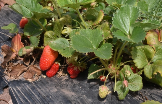 Çilek hasadı başladı