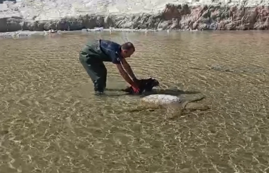 Darende'de Süs Havuzuna Düşen Yaralı Leylek Kurtarıldı