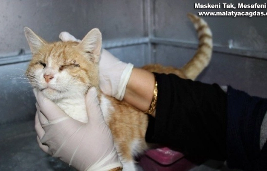 Depremde 2 kedi gözlerini kaybetti, şimdi sıcak yuva bekliyor