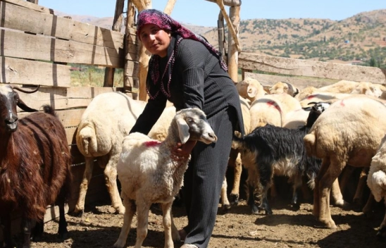 Depremde hayvanları telef olan kadın besici devlet desteğiyle ayağa kalktı