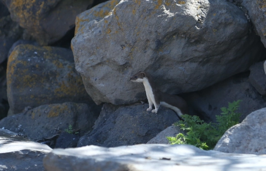 Doğanın Sessiz Sakinleri: Kars'ta Gelincik Sürprizi