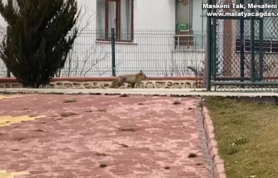 Elazığ'da tilki şehre indi, site bahçesinde gezdi