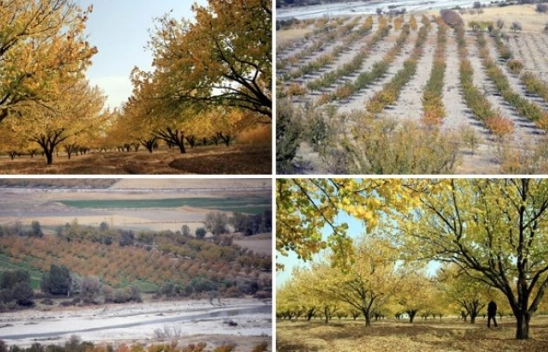 Kayısı ağaçları renk cümbüşüyle ilgi çekiyor