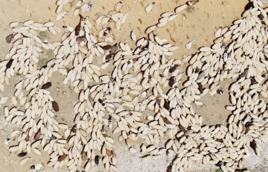 Havanın ısınmasıyla Van'ın yaylalarındaki hareketlilik arttı