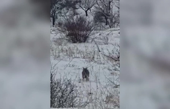 Hekimhan'da Vaşak Cep Telefonuyla Görüntülendi