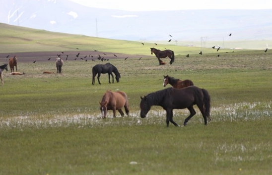 Kars'ın yeşeren doğasında yılkı atları görüntülendi