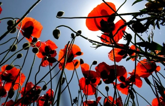 Kars'ta Bahar Güzelliği: Yaylalar Gelincik Tarlasına Döndü