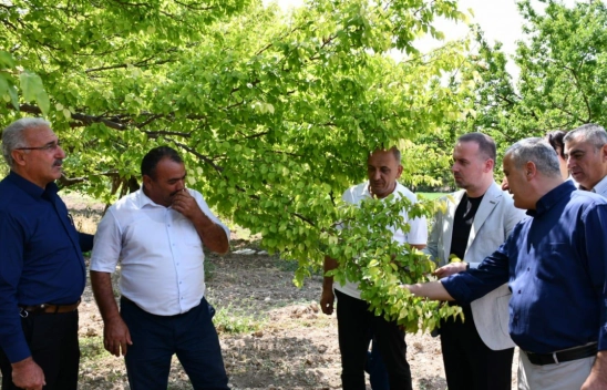 Kayısıya Don Vurdu, Çiftçi Destek Bekliyor: Karademir'den Acil Çağrı
