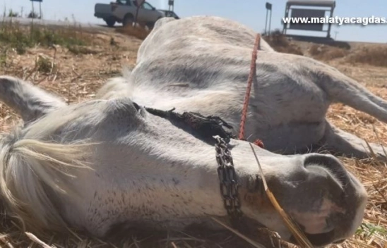 Kazada yaralanan at ölüme terk edildi