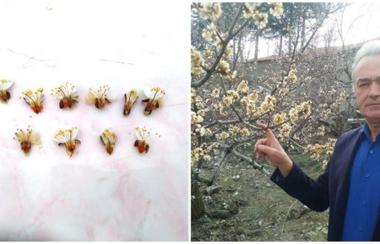 Kuluncak İlçesinde Kayısıda hasar büyük