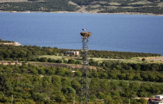 Leylek 'Narin' Karakaya Baraj Gölü'nün simgesi oldu