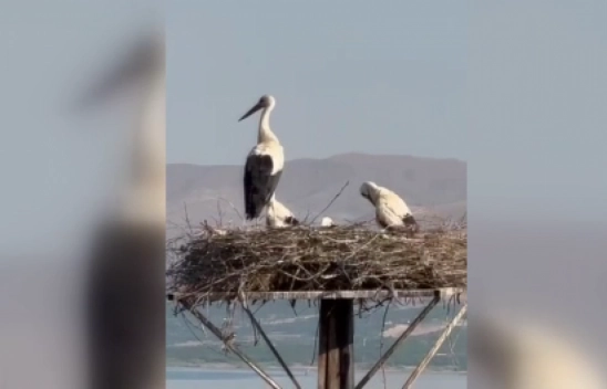 Leylek yuvasının yanma anı cep telefonu kamerasıyla kaydedildi