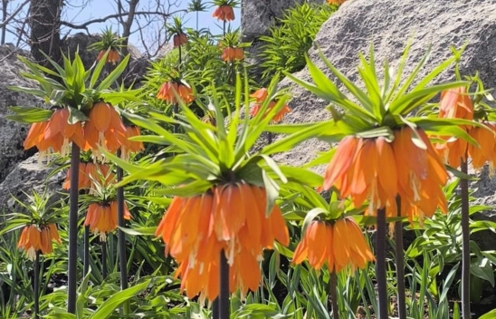Maden Dağlarında ters lale güzelliği