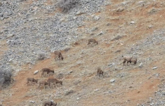 Malatya'da dağ keçileri görüldü