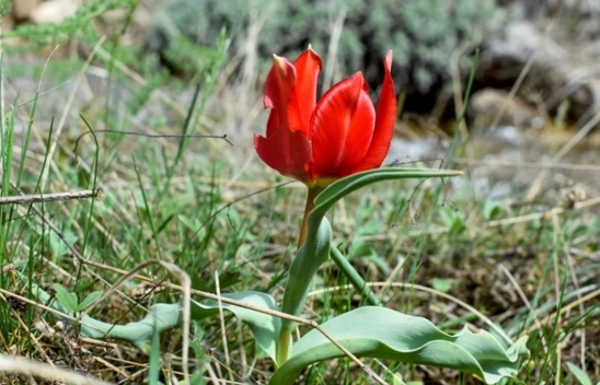 Malatya'da doğaseverlerden Beydağı eteklerine yürüyüş