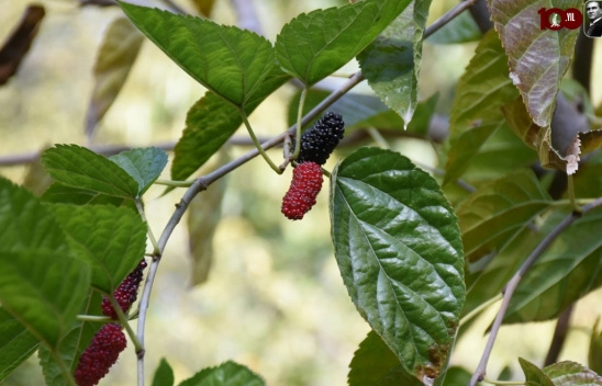 Malatya'da dut ağacı sonbaharda meyve verdi