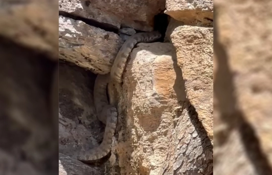 Malatya'da engerek yılanı görüldü