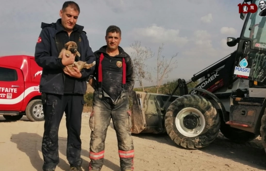 Malatya'da enkaz altında mahsur kalan köpek kurtarıldı
