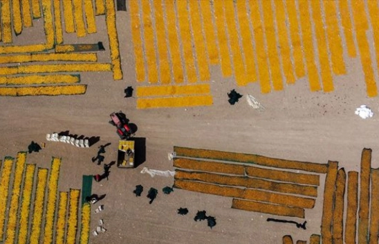 Malatya'da Kayısı Hasad Zamanı