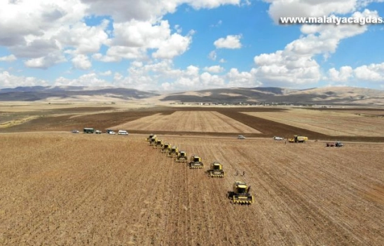 Muş Ovası'nda ayçiçeği hasadı başladı