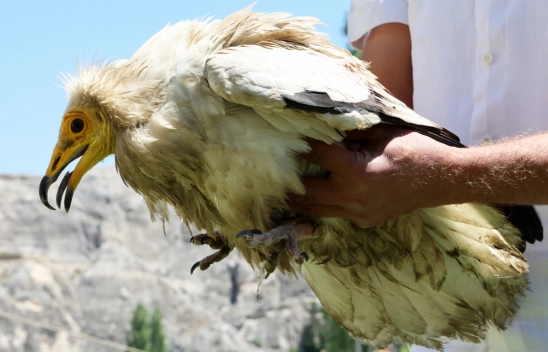 Nesli Tehlikede Olan Beyaz Akbaba Darende'de Bulundu
