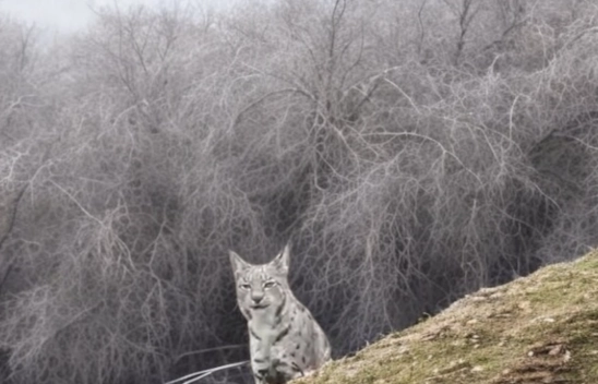 Nesli Tükenme Tehlikesi Altındaki Vaşak Kuluncak'ta Görüntülendi