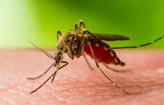 Sağlık Bakanlığı Batı Nil Virüsü enfeksiyonu uyarısı yaptı