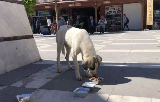 Şanlıurfa'da minik kalpler sokak hayvanlarını unutmadı