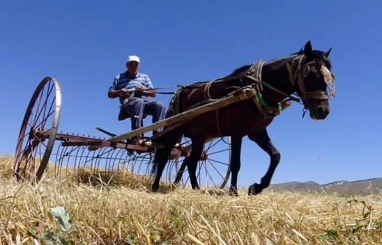Sarıkamış'ta Çiftçiler Biçerdöver ve At Tırmığıyla Hasatta