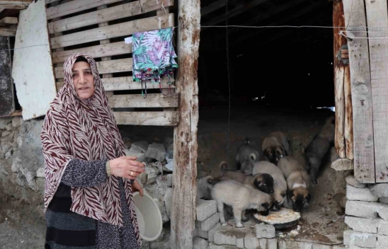 Sokak köpeği 10 yavru doğurdu, sahip çıkan kadın çaresiz kaldı