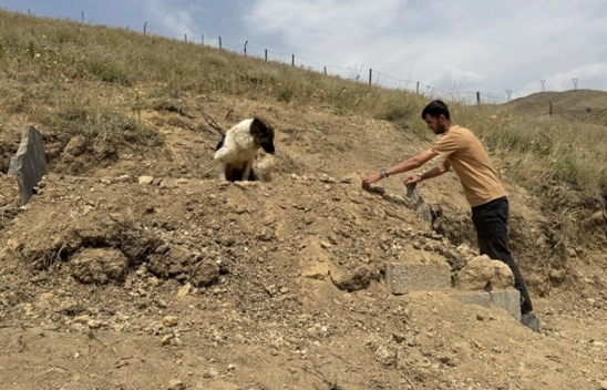 Sonsuz Vefa: Köpeğin 10 Gündür Süren Mezar Nöbeti