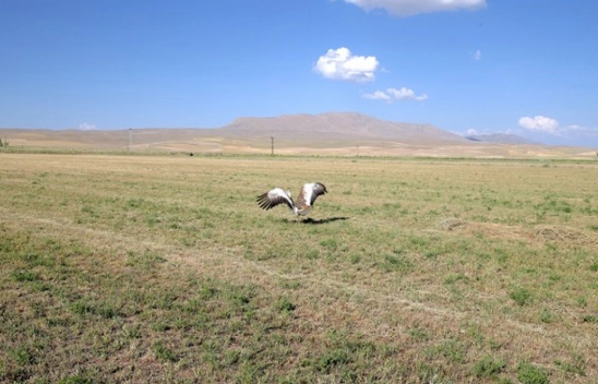 Tedavisi tamamlanan toy kuşu doğaya salındı