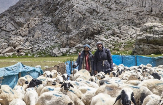 Tunceli Yaylalarında Zorlu Mesai: Göçerler Doğal Peynir Üretimiyle Geçimini Sağlıyor
