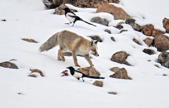 Van'da kar örtüsü üzerinde beslenen tilkiler görüntülendi