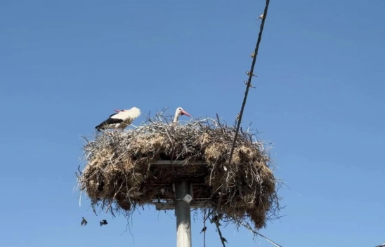 Yaren leyleğin yavruları sağlık kontrolünden geçirilerek halkalandı