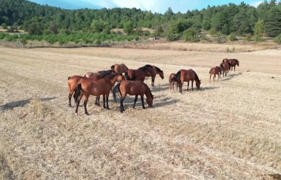 Yılkı atları taylarıyla tarlalarda otlarken objektiflere yansıdı