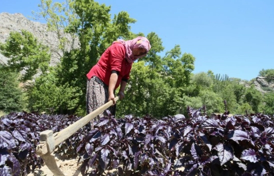 Arapgir Mor Reyhanı Ekonomiye Can Katıyor