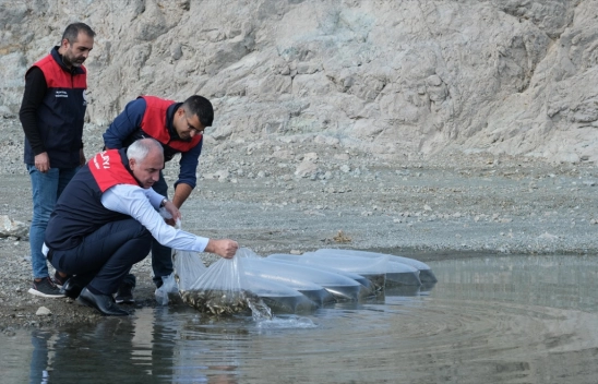 Baraj ve göletlere 2,2 milyon sazan yavrusu bırakıldı