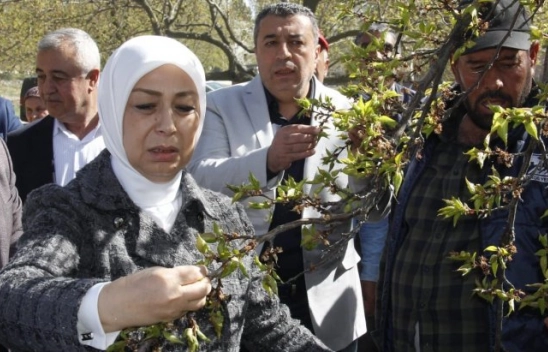 Çalık: Malatya'da zirai don nedeniyle hasar tespit çalışmaları başladı