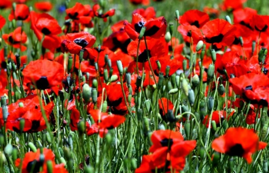 Doğanın Renk Paleti Kars'ta Açıldı: Gelincik Zamanı