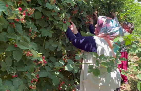 Eşiyle kurduğu böğürtlen bahçesinde siparişlere yetişemiyor