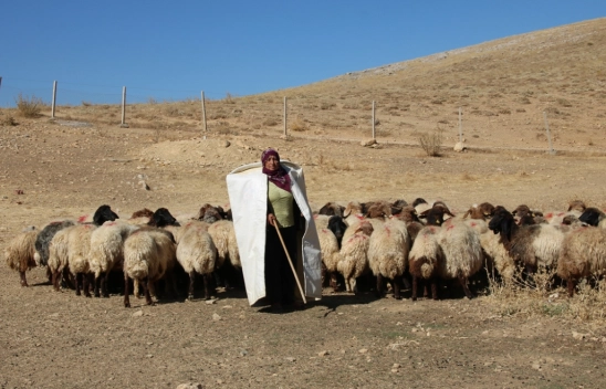 Kadın yetiştirici koyun sayısını 30'dan 300'e çıkardı