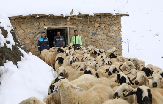 Kar yağışı nedeniyle mahsur kalan hayvanlar kurtarıldı