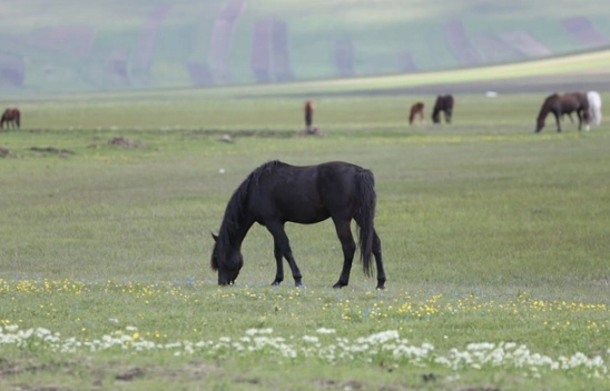 Kars'ın yeşeren doğasında yılkı atları görüntülendi