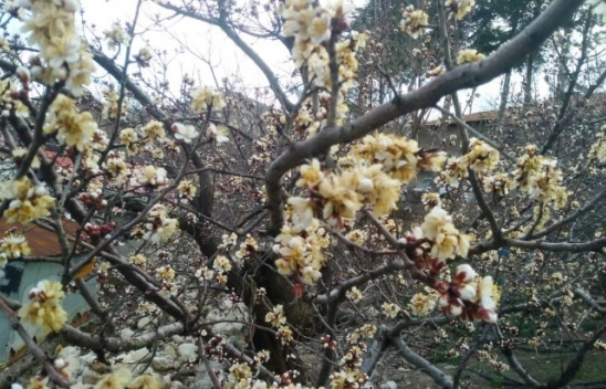 Kuluncak İlçesinde Kayısıda hasar büyük
