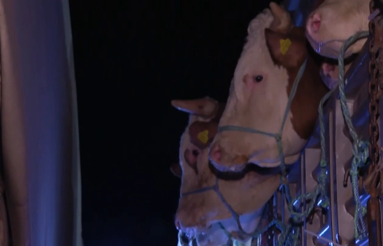 Kurbanlık hayvan girişleri başladı