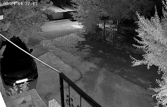 Kurt Dehşeti: Köpek Yavrusunu Alıp Götürdü