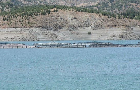 Malatya'da Alabalık Üretimi Yükselişte: Yıl Sonu Hedefi 16 Bin Ton